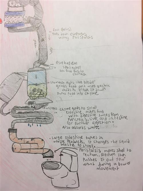 Digestive System 